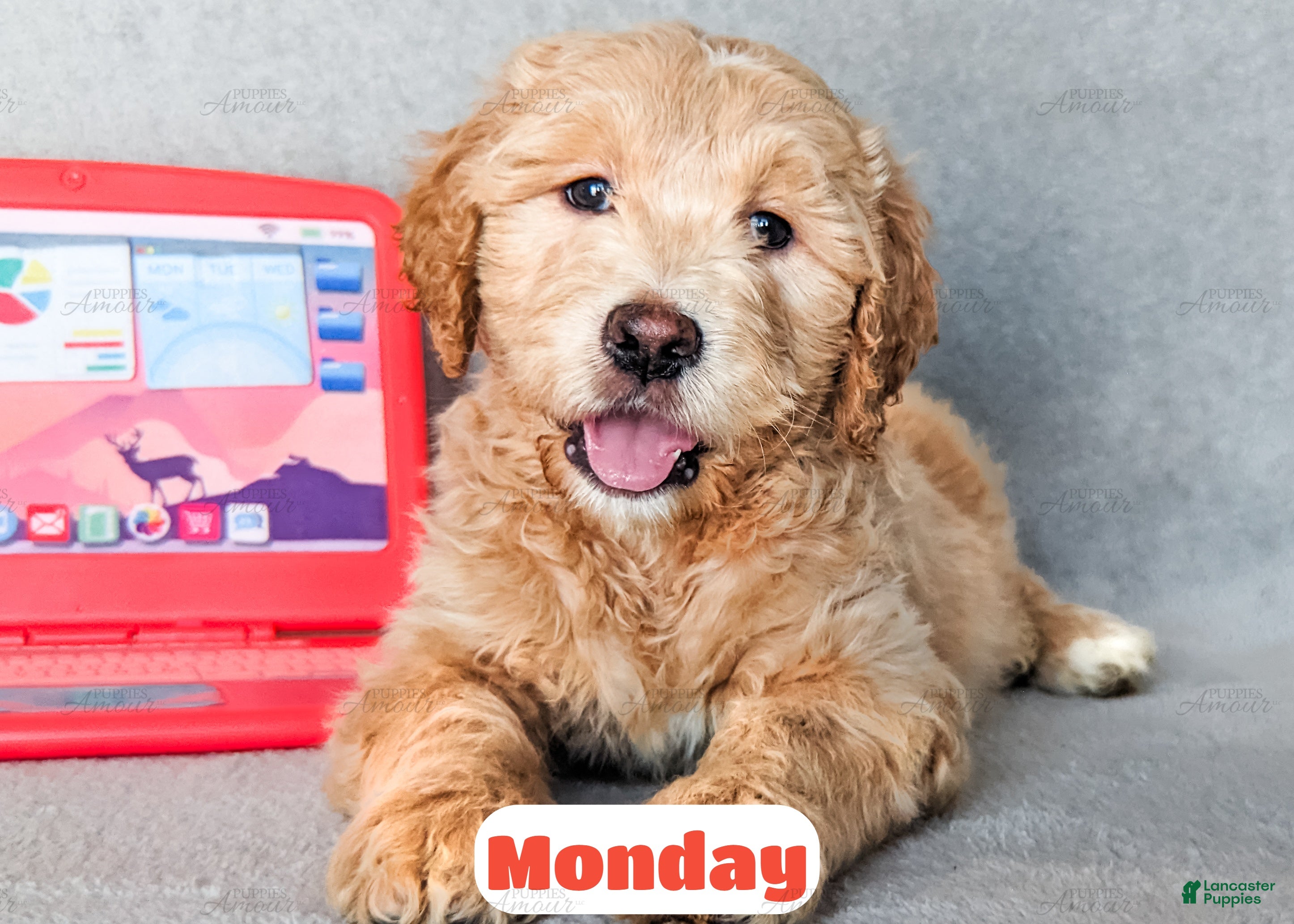 Goldendoodle dogs Monday - Ad 2