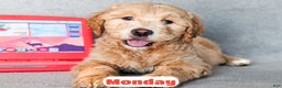 Goldendoodle dogs for sale: Monday - Ad 1