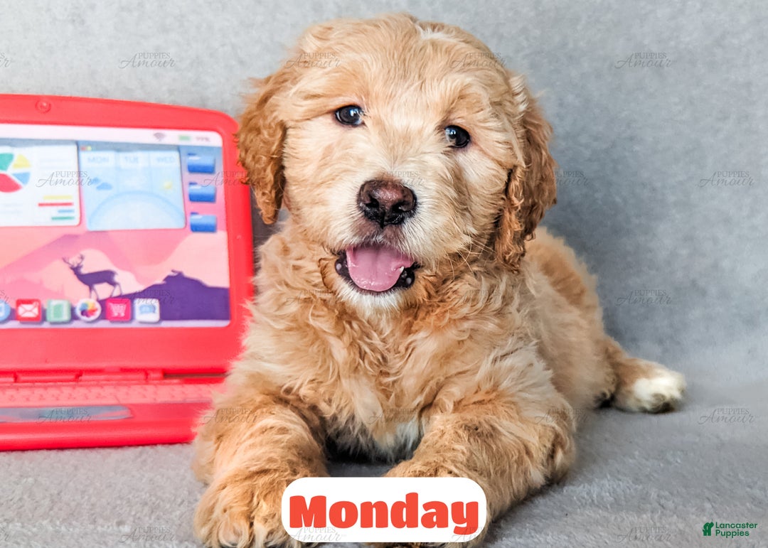 Goldendoodle dogs for sale: Monday - Ad 1