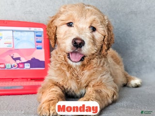 Goldendoodle dogs Monday - Ad 19