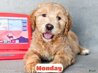 Goldendoodle dogs Monday - Ad 33