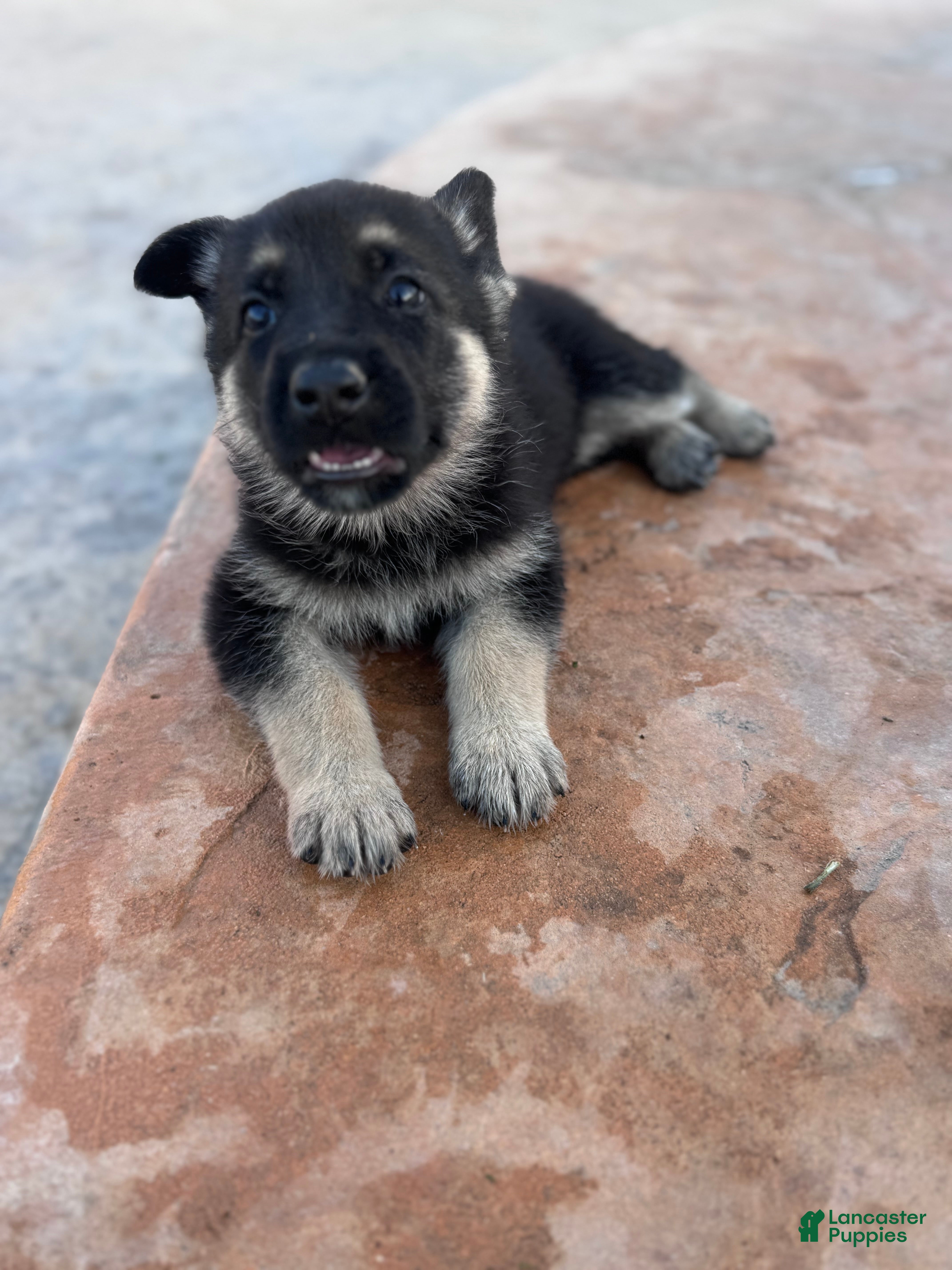 German Shepherd dogs  Puppy 2 - Ad 1