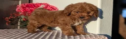 Cavapoo dogs for sale: Turbo  - Ad 10