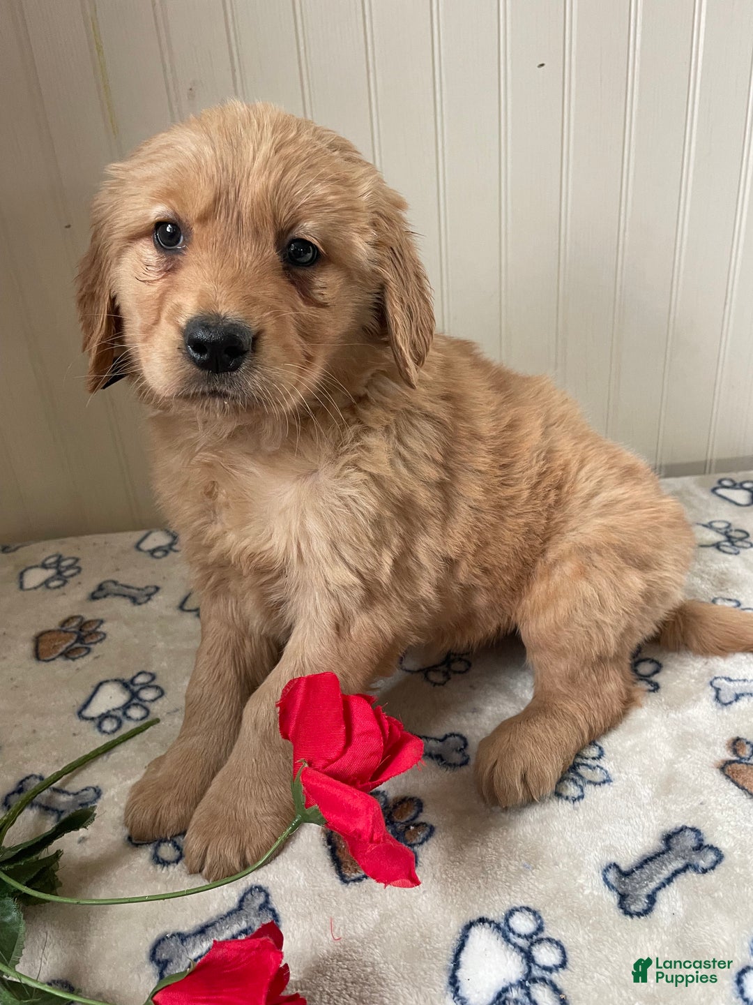 Golden Retriever dogs for sale: Muggles - Ad 4