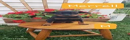Miniature Pinscher dogs for sale: Merrell - Ad 1