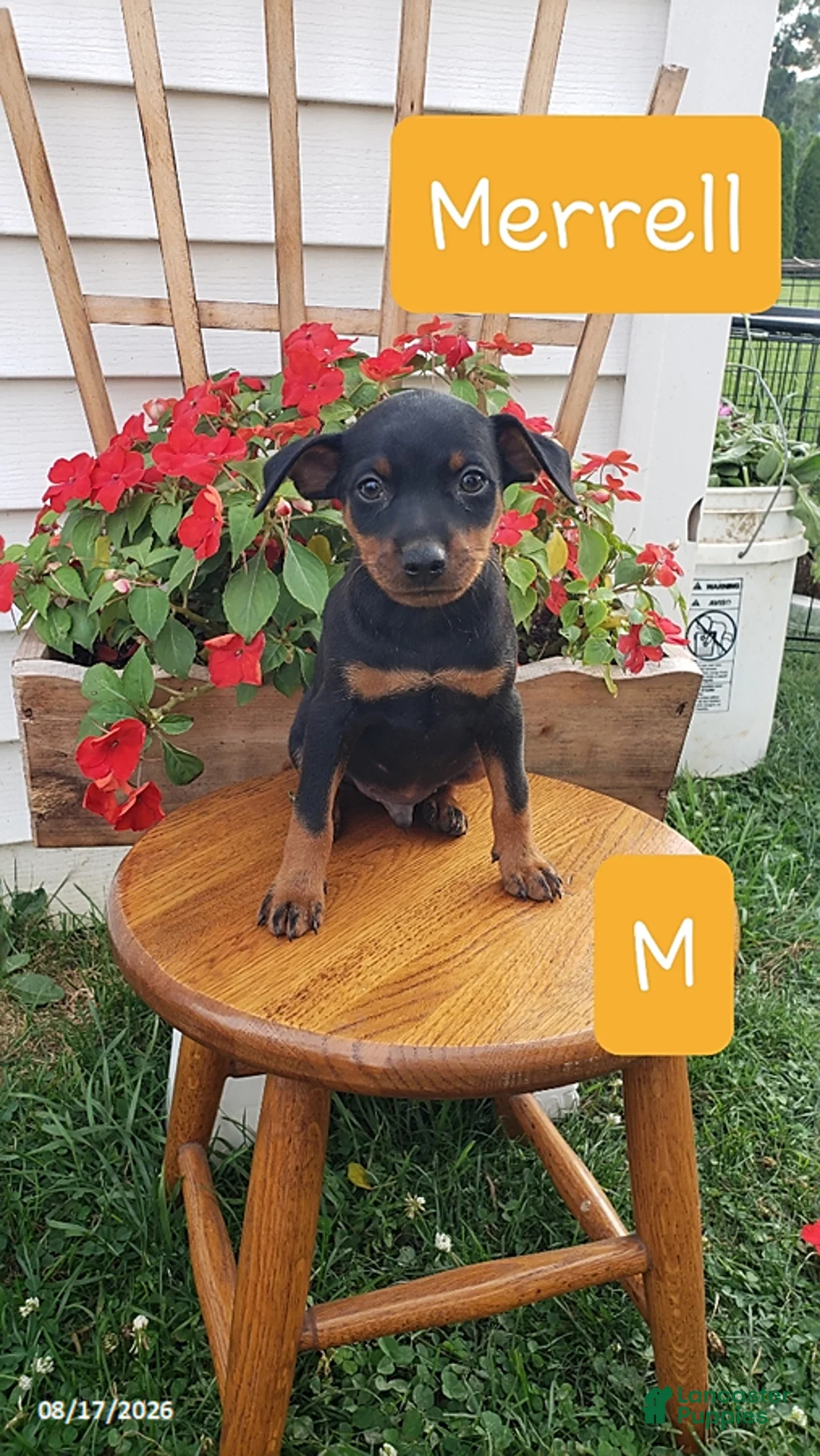 Miniature Pinscher dogs for sale: Merrell - Ad 1