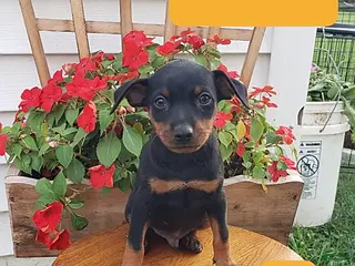 Miniature Pinscher dogs Merrell - Ad 3