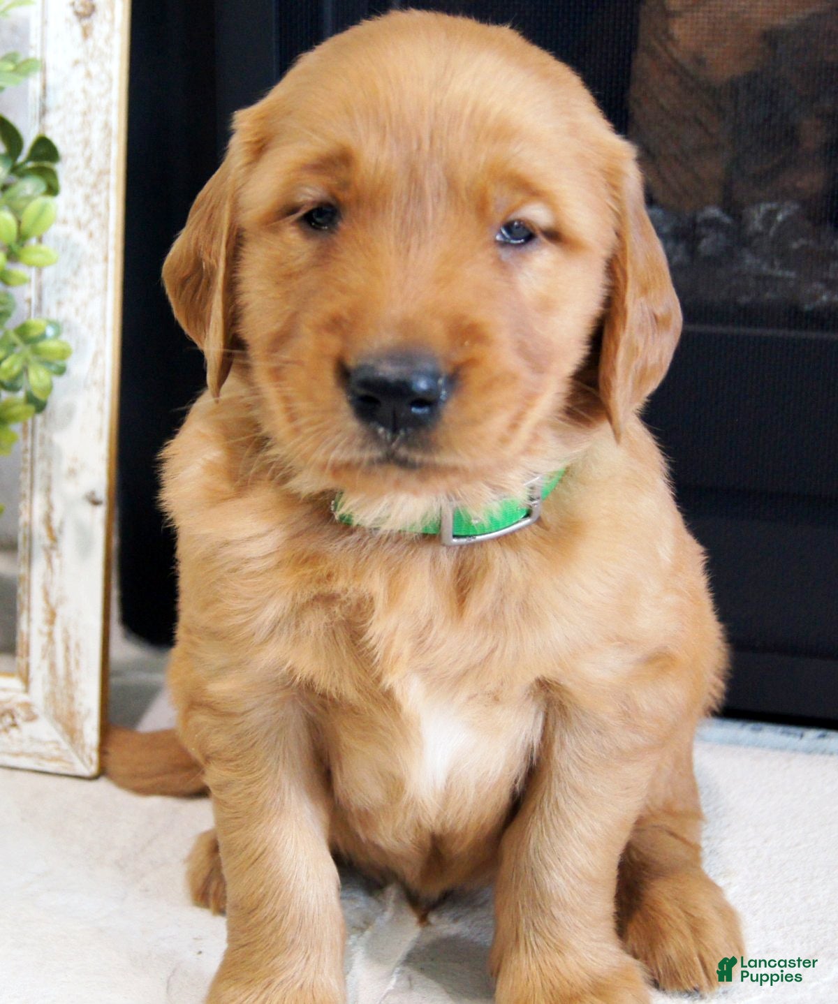 Golden Retriever dogs Max - Ad 1
