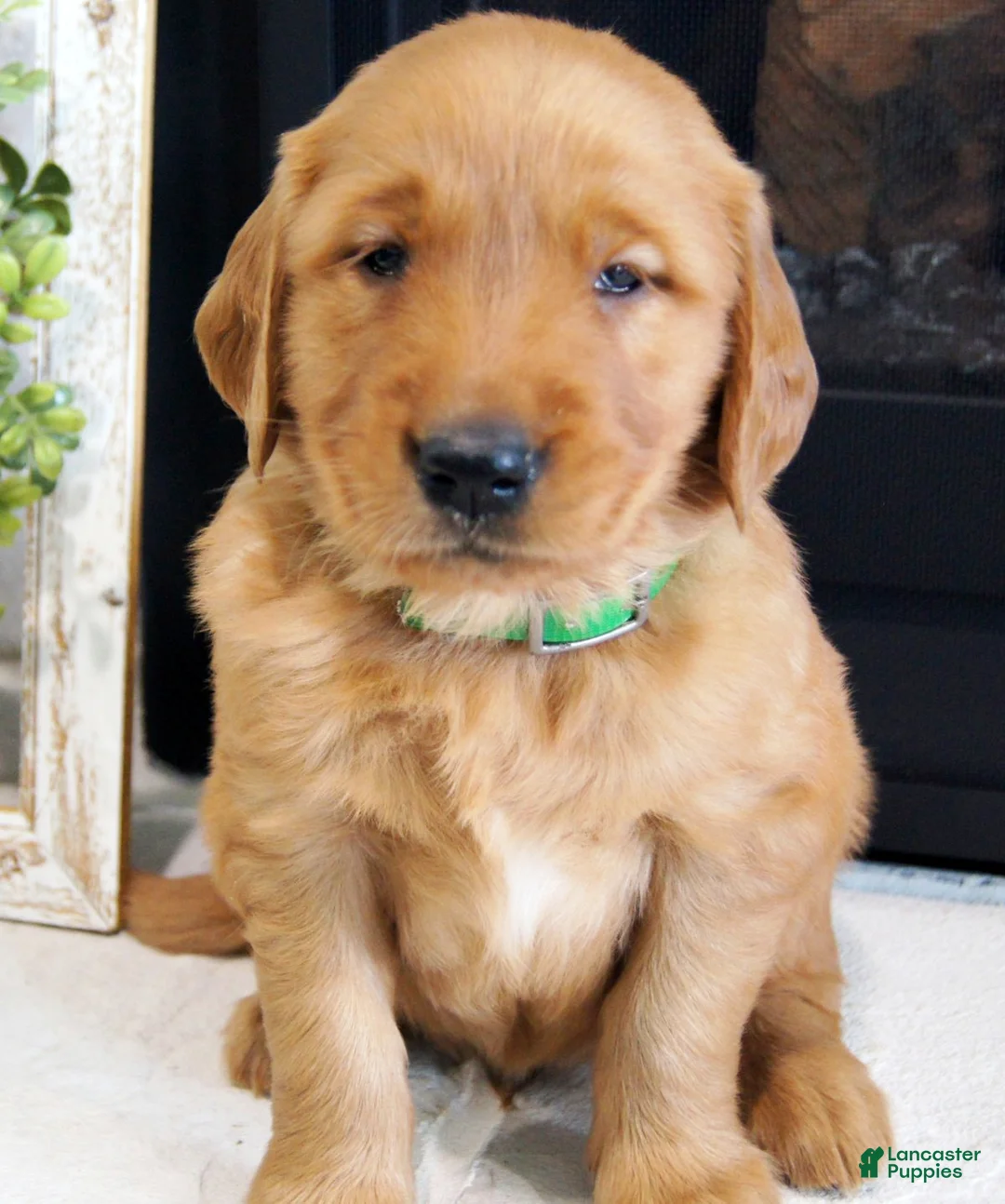 Golden Retriever dogs for sale: Max - Ad 1
