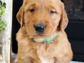 Golden Retriever dogs for sale: Max - Ad 4