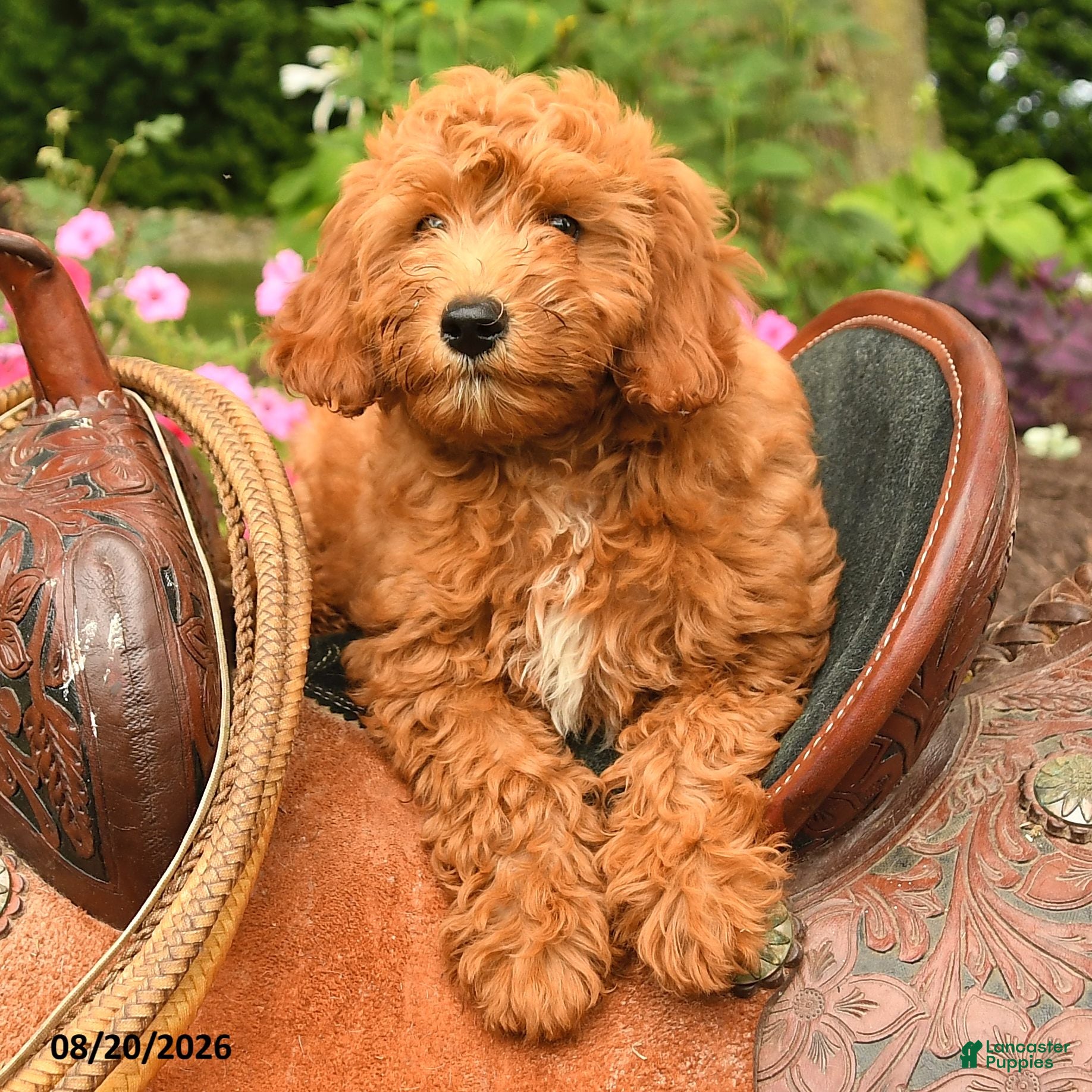Miniature Labradoodle dogs Moose - Ad 2