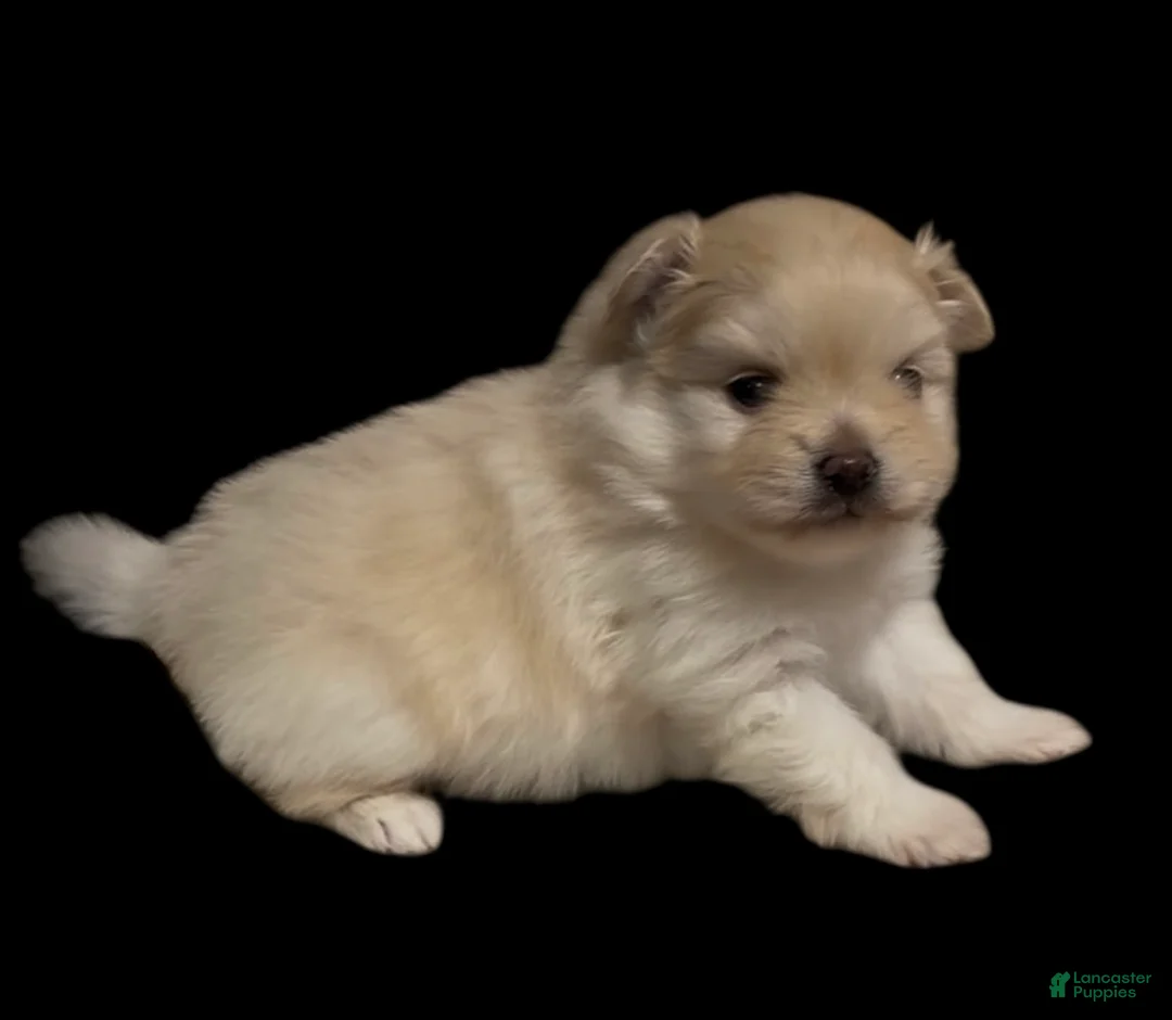 Pomeranian dogs for sale: Biscuit  - Ad 8