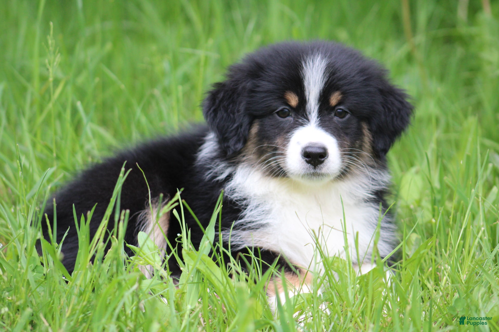 Australian Shepherd dogs Shiloh  - Ad 22