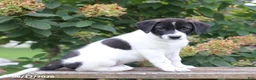 Mixed Breed dogs for sale: Sparky - Ad 1