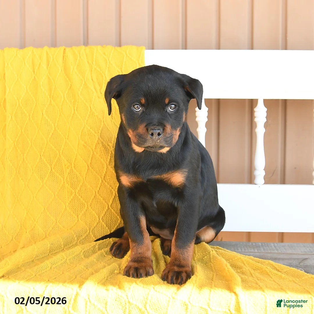 Rottweiler dogs for sale: Sophie - Ad 5