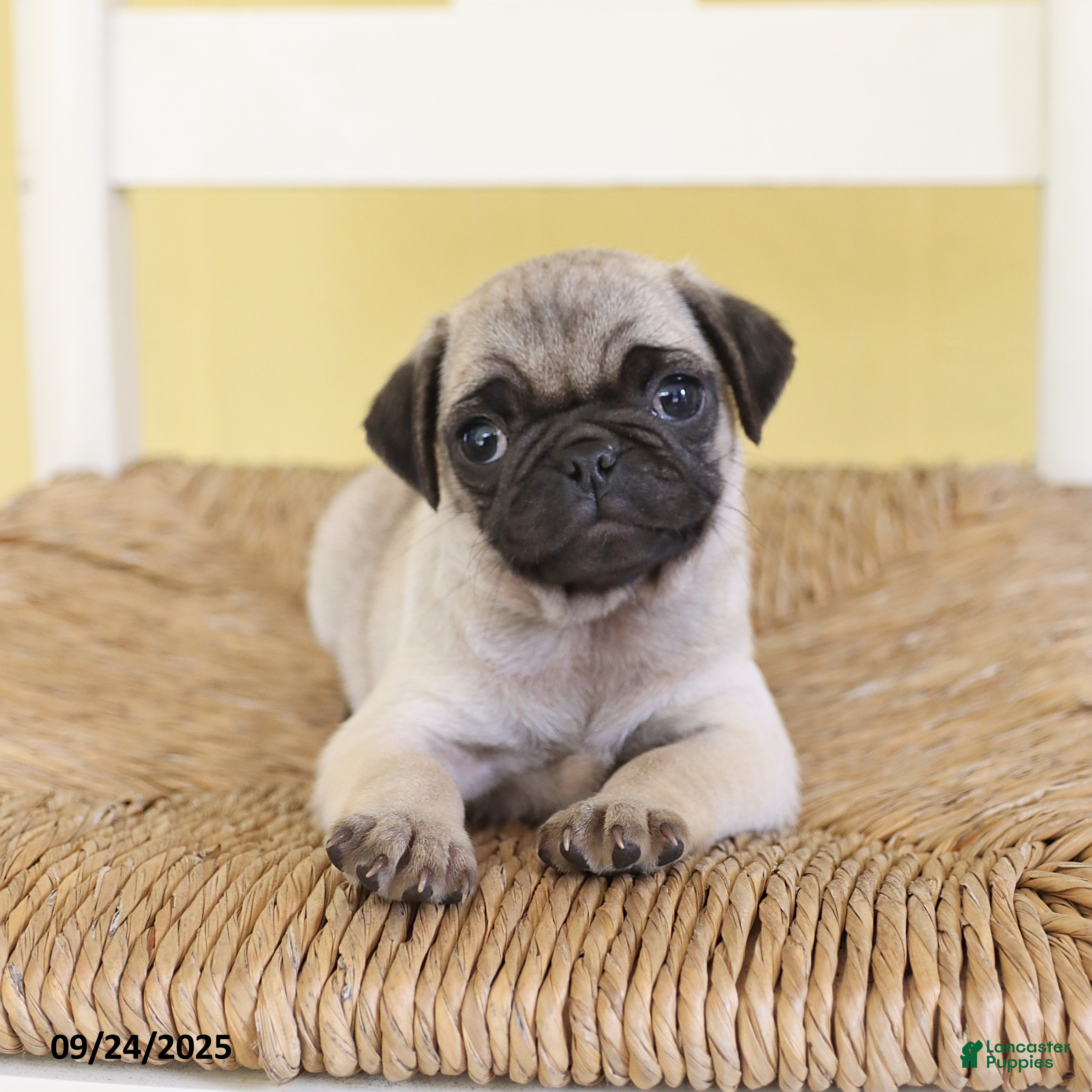 Pug dogs Tinkerbell - Ad 29