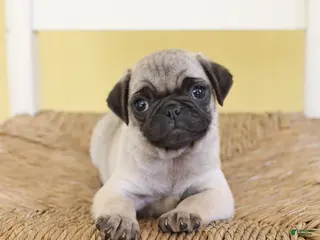 Pug dogs Tinkerbell - Ad 34