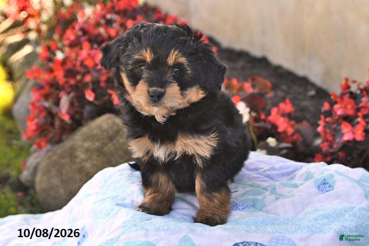 Sweetie (Aussiedoodle Miniature, Female) in Springfield Center, NY