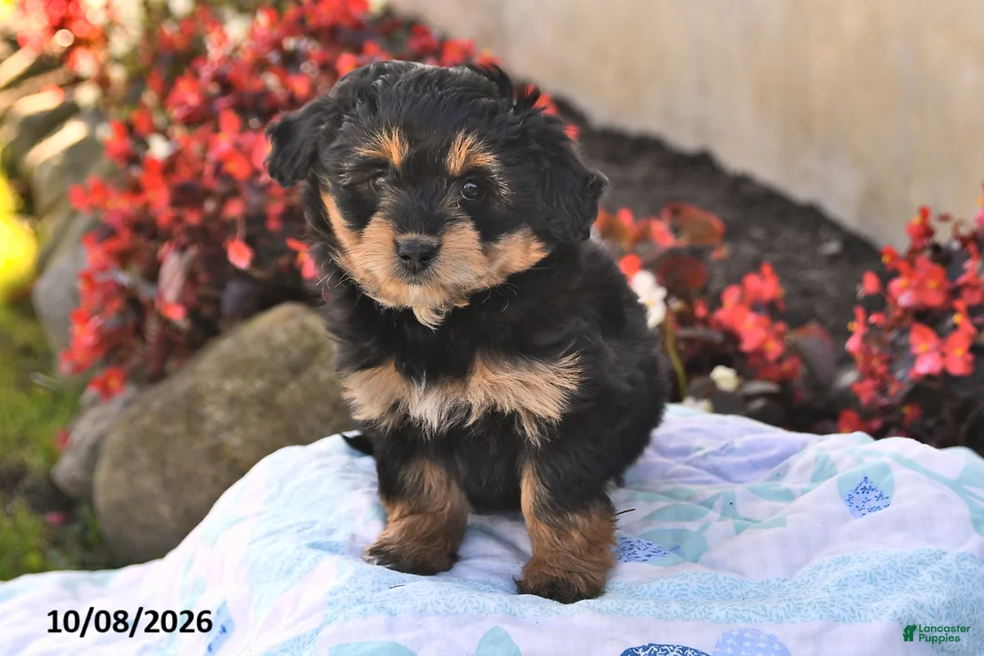 Mini Aussiedoodle dogs for sale: Sweetie - Ad 1