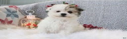 Pomapoo dogs for sale: Chloe - Ad 4