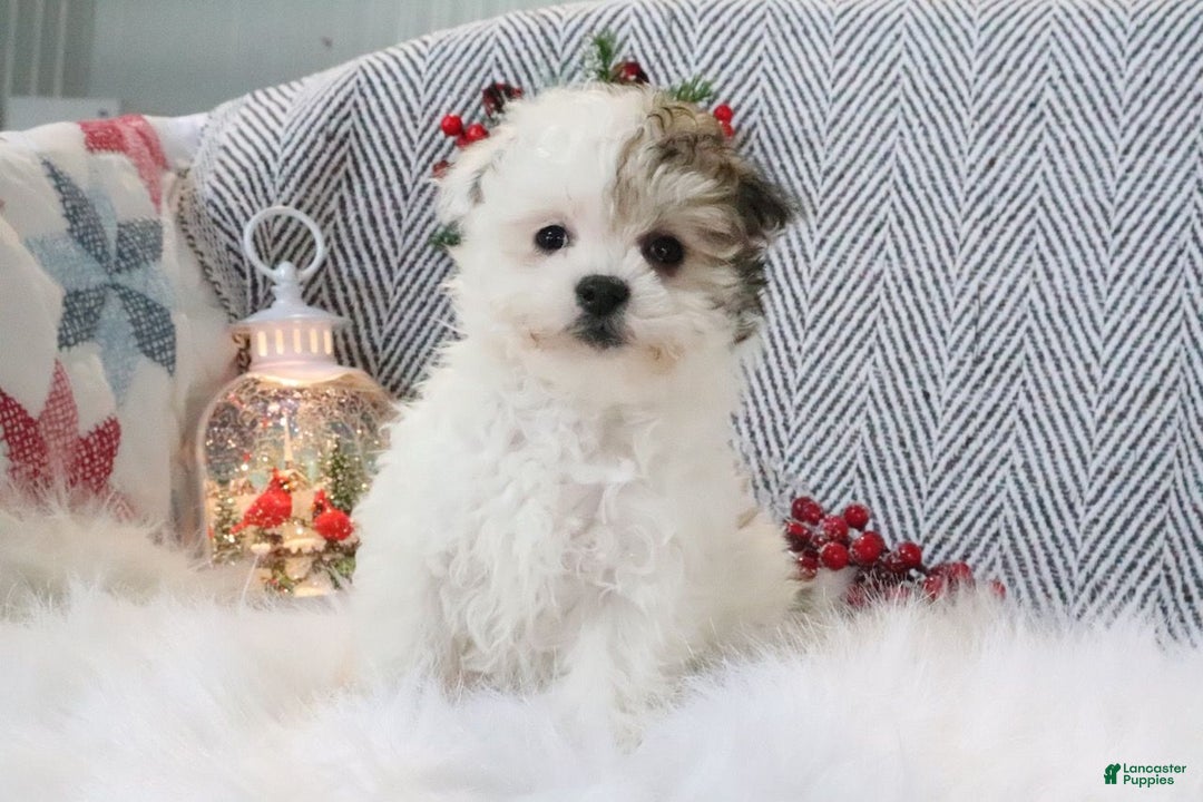 Pomapoo dogs for sale: Chloe - Ad 4