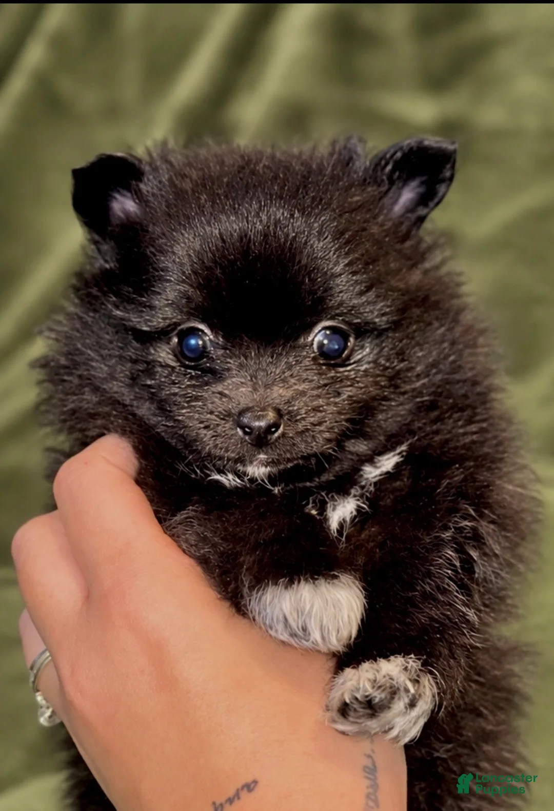 Pomeranian dogs for sale: Pepper - Ad 2