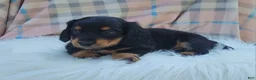 Miniature Dachshund dogs for sale: Vivian  - Ad 31