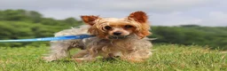 Yorkshire Terrier dogs for sale: Drake - Ad 14