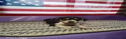 Chihuahua dogs for sale: Rambo - Ad 4