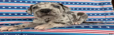 Petunia Great Dane 