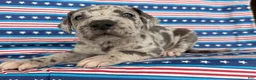 Great Dane dogs for sale: Petunia Great Dane  - Ad 1