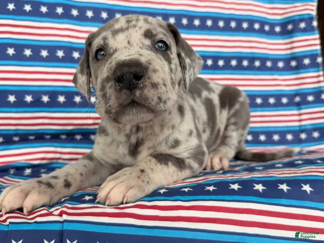Great Dane dogs for sale: Petunia Great Dane  - Ad 1