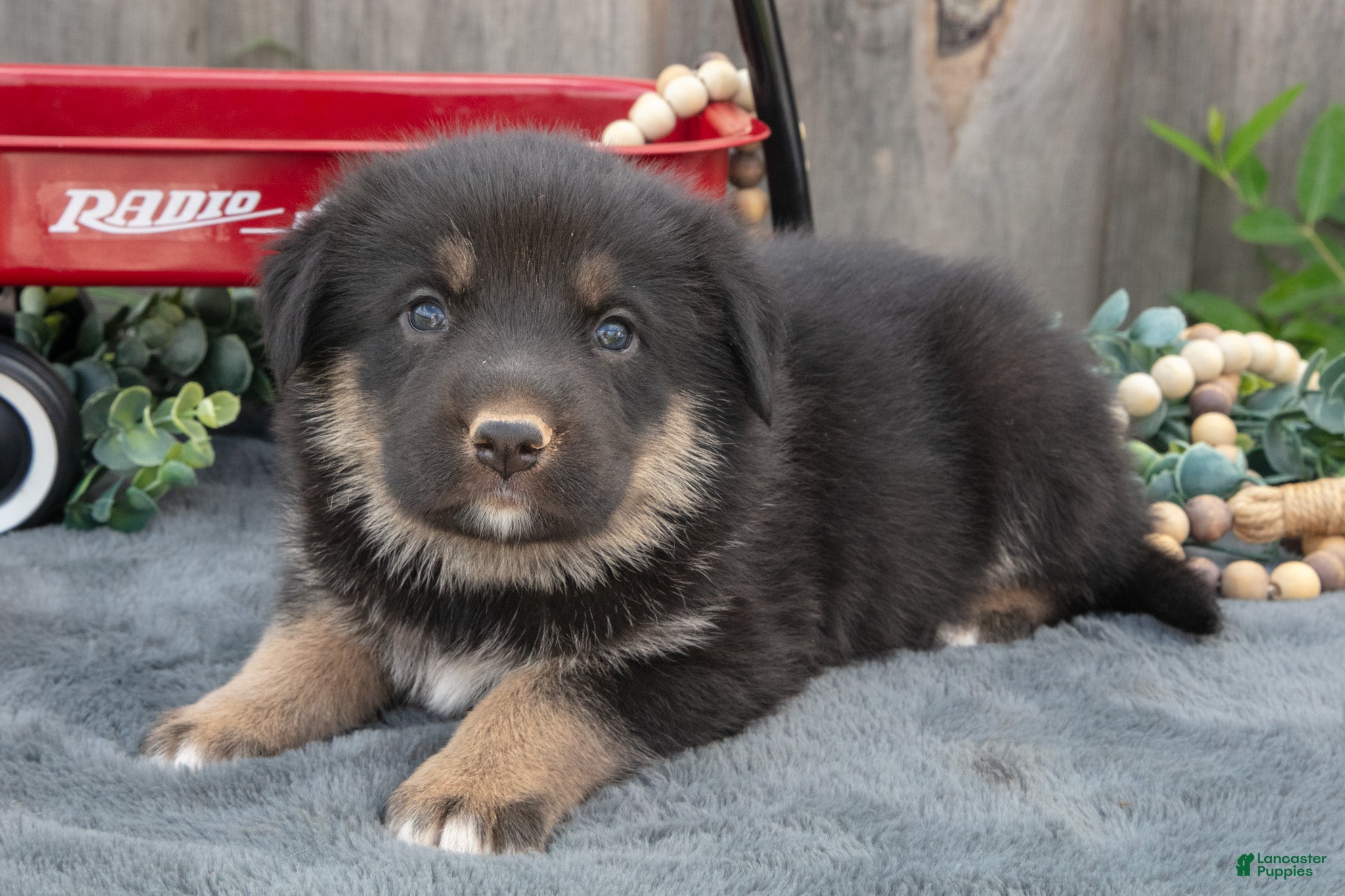 Mixed Breed dogs Gus - Ad 1