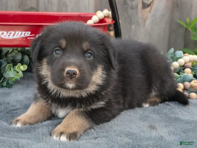 Mixed Breed dogs for sale: Gus - Ad 1