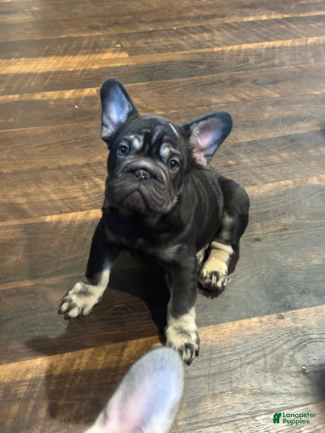 French Bulldog dogs for sale: French Bulldog Puppy 1 - Ad 1