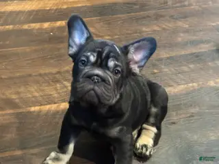 French Bulldog dogs French Bulldog Puppy 1 - Ad 18