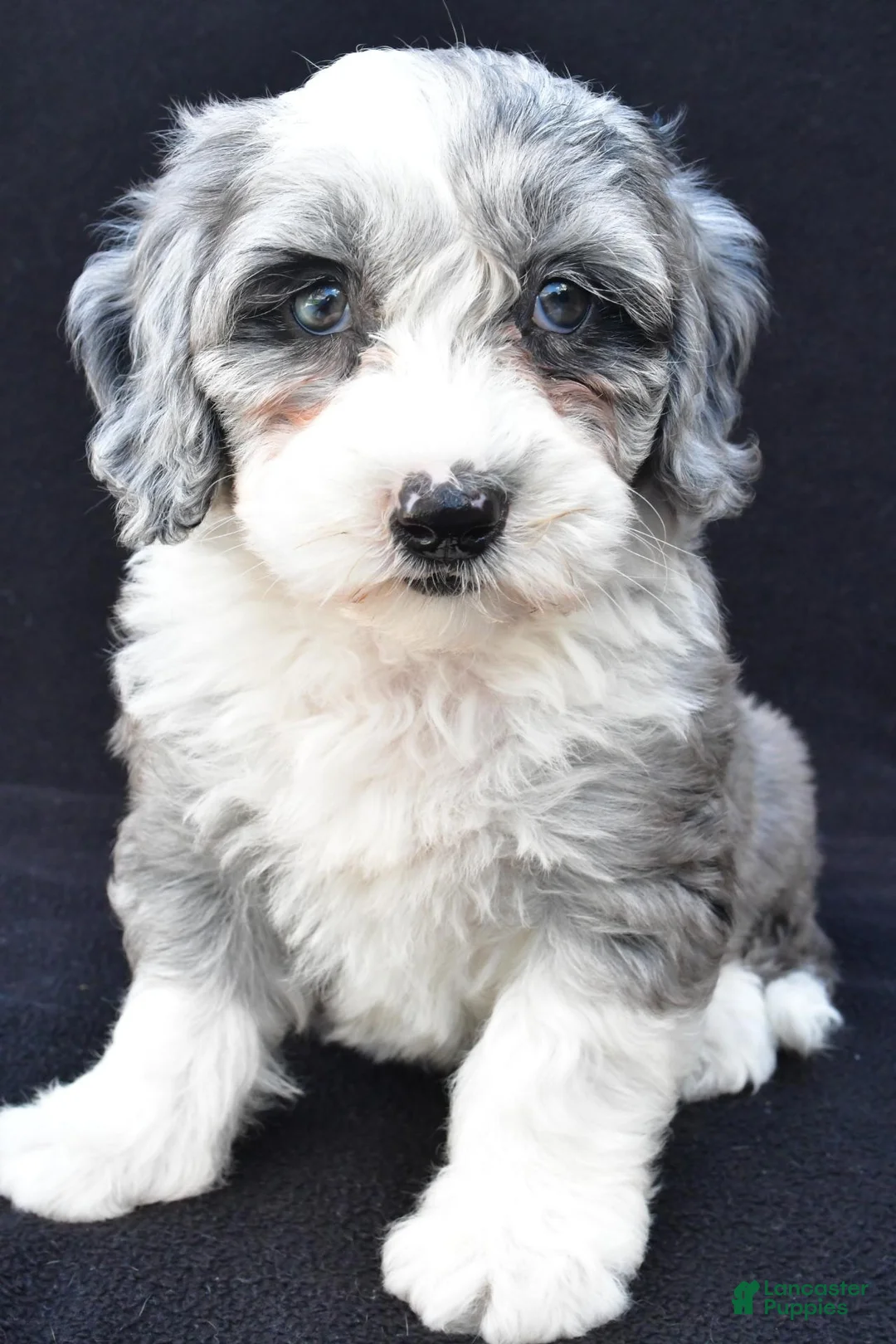 Mini Sheepadoodle dogs for sale: Polly - Ad 1