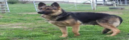 German Shepherd dogs for sale: Blaire  - Ad 8