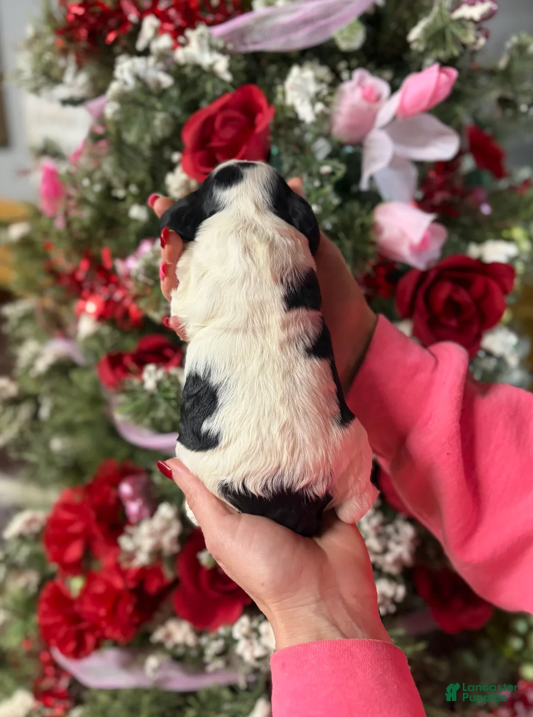 Cocker Spaniel dogs for sale: Cocker Spaniel Puppy 5 - Ad 2