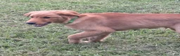 Golden Retriever dogs for sale: Charlie - Ad 5