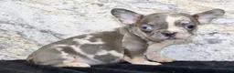 French Bulldog dogs for sale: Michelle Female AKC French Bulldog - Ad 5