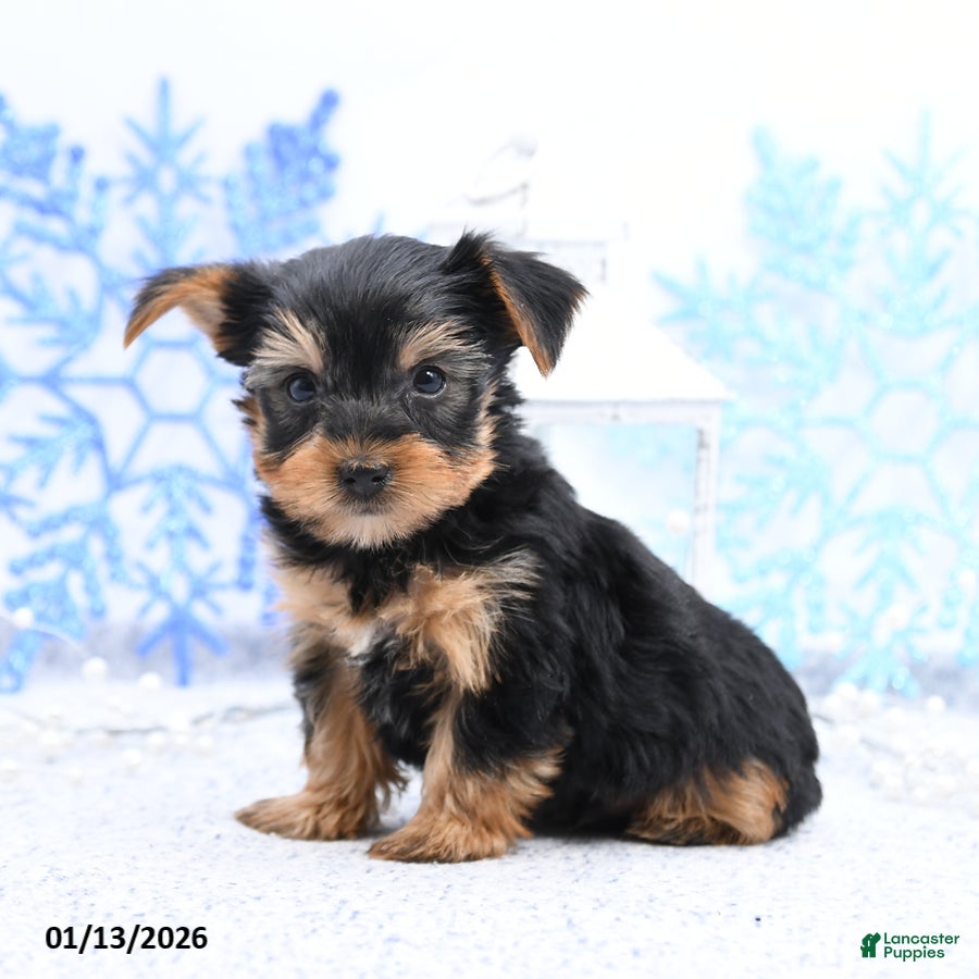 Yorkshire Terrier dogs Nate - Ad 31