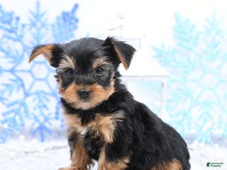 Yorkshire Terrier dogs Nate - Ad 31