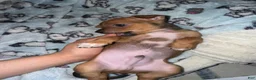 Mixed Breed dogs for sale: Gizmo - Ad 8