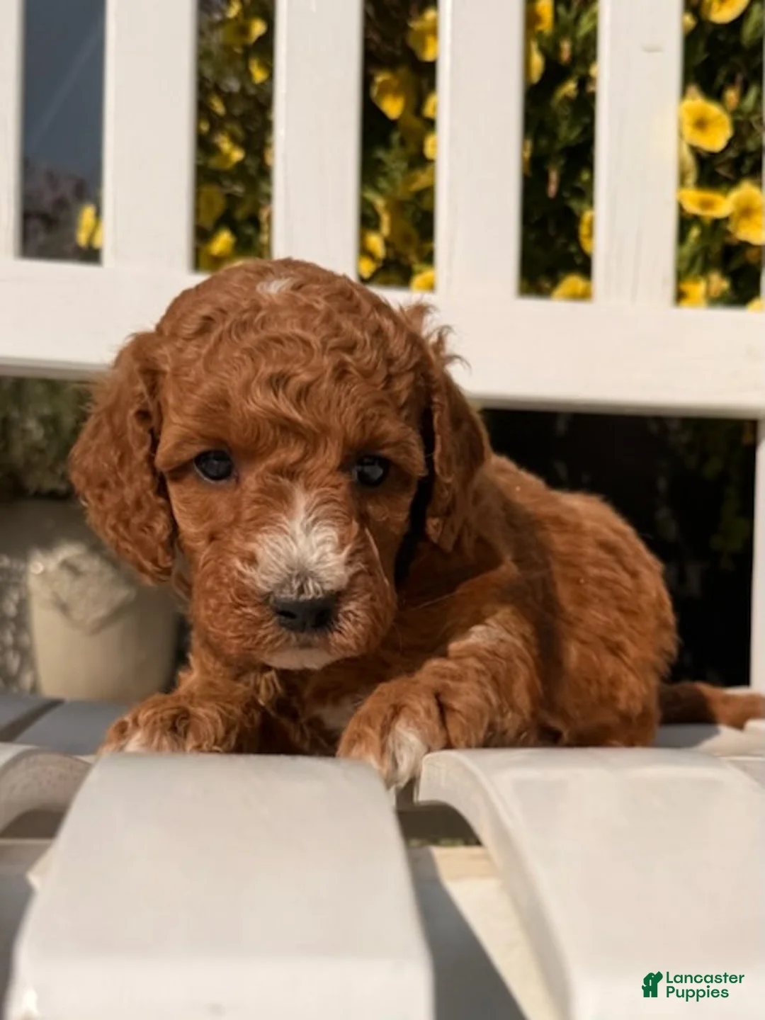 Mixed Breed dogs for sale: Huck - Ad 1