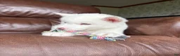 Siberian Husky dogs for sale: Sean - Ad 3