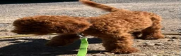 Miniature Poodle dogs for sale: Brelle - Ad 3
