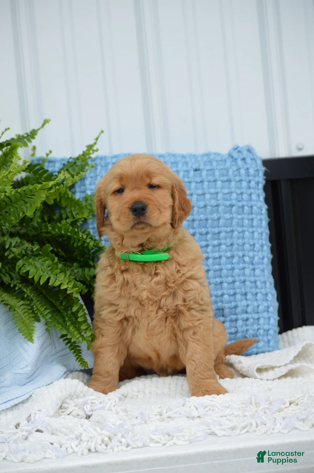 Golden Retriever dogs for sale: Dallas - Ad 1