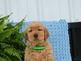 Golden Retriever dogs for sale: Dallas - Ad 2