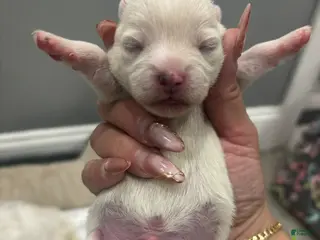 Mixed Breed dogs Mixed Breed Puppy 2 - Ad 18